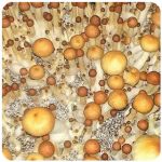 Псилоцибиновые (галлюциногенные)  грибы Psilocybin "Golden Teacher" в Кировске