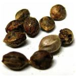 Семена марихуаны АК-47  (Seeds AK-47) в Кировске